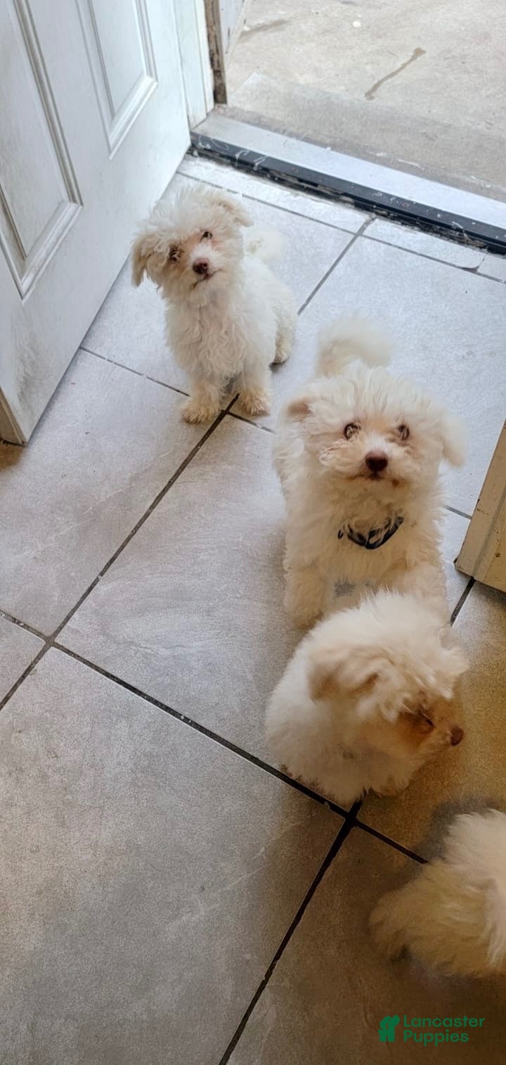 Bichon Frise dogs luna - Ad 2