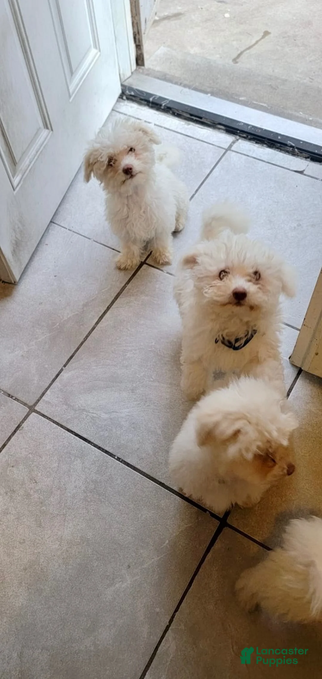 Bichon Frise dogs for sale: luna - Ad 2