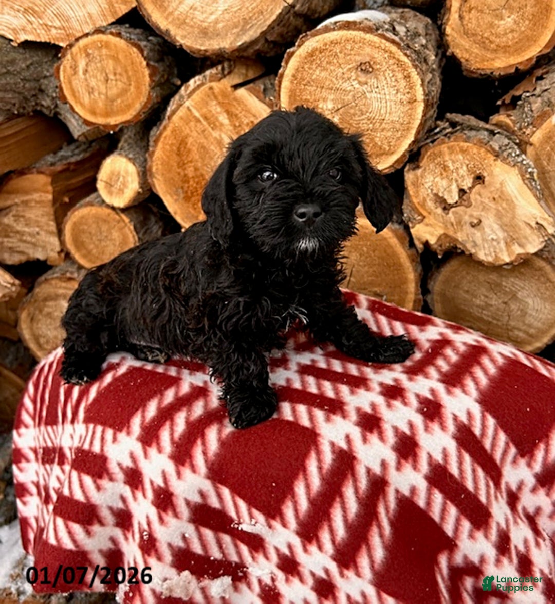 Mixed Breed dogs for sale: Lennon - Ad 3