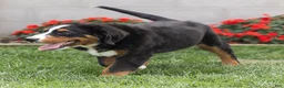 Bernese Mountain Dog dogs for sale: Bryan (Genetically Clear) Bernese Mountain Dog  - Ad 6