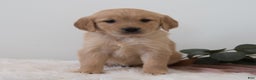 Golden Retriever dogs for sale: Shortcake  - Ad 4