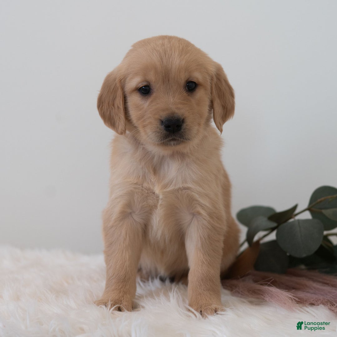 Golden Retriever dogs for sale: Shortcake  - Ad 4