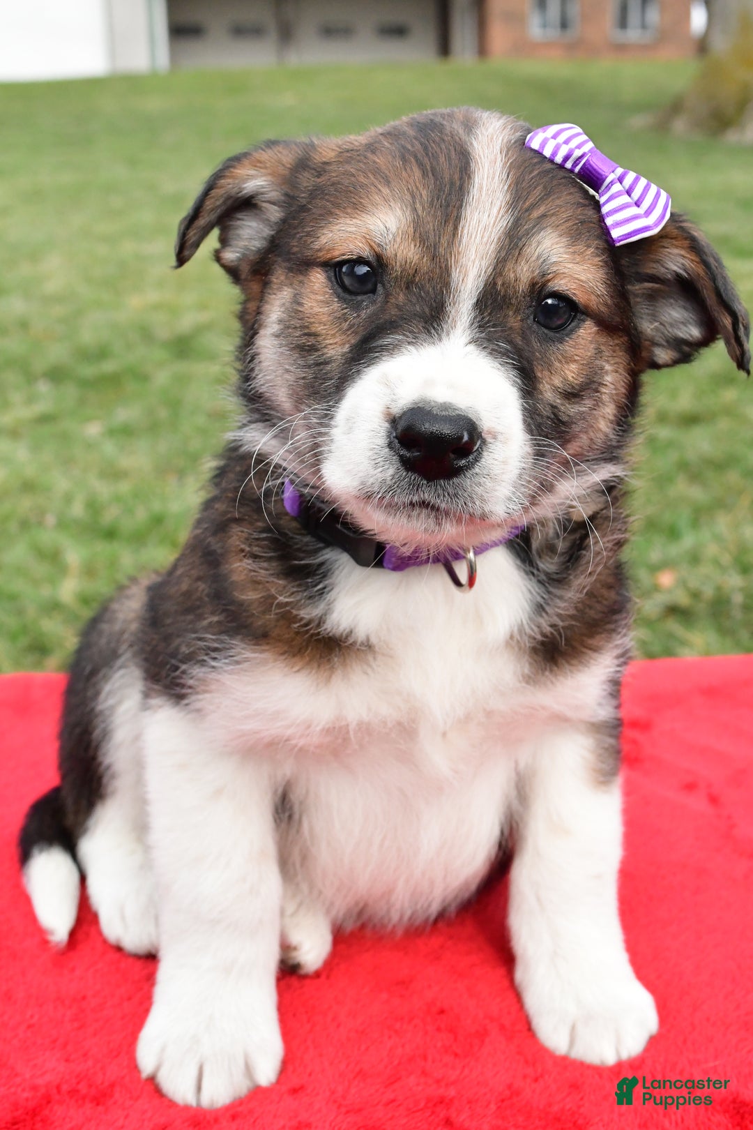 Mixed Breed dogs for sale: Maple - Ad 2