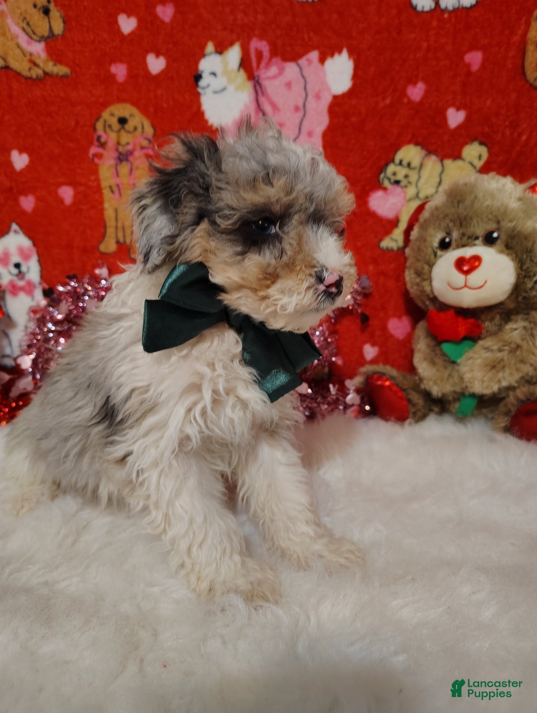 Mini Bernedoodle dogs for sale: Molly - Ad 4