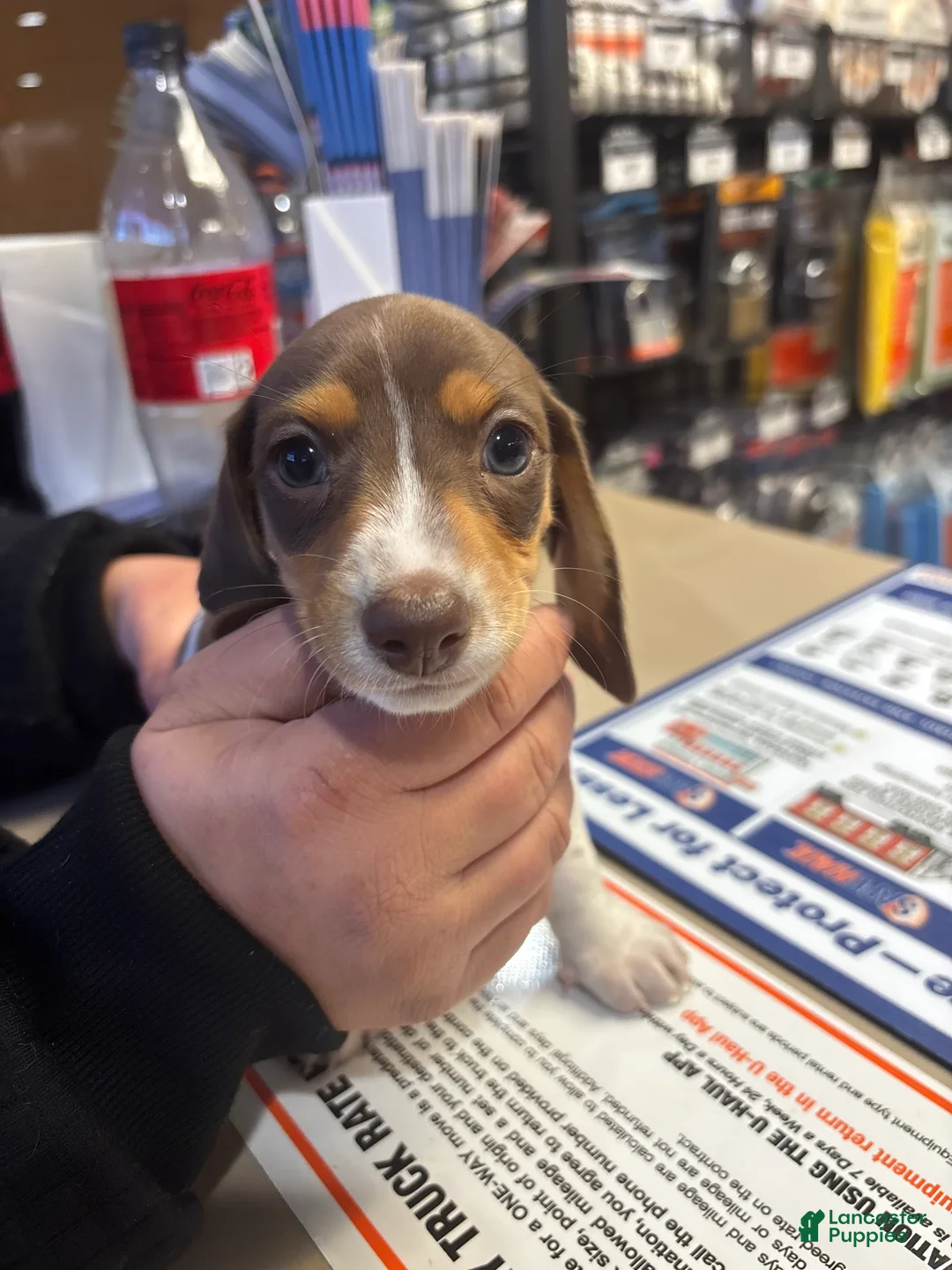 Dachshund dogs for sale: Dachshund Puppy 2 - Ad 6