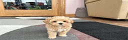 Maltipoo dogs for sale: Donna  - Ad 7