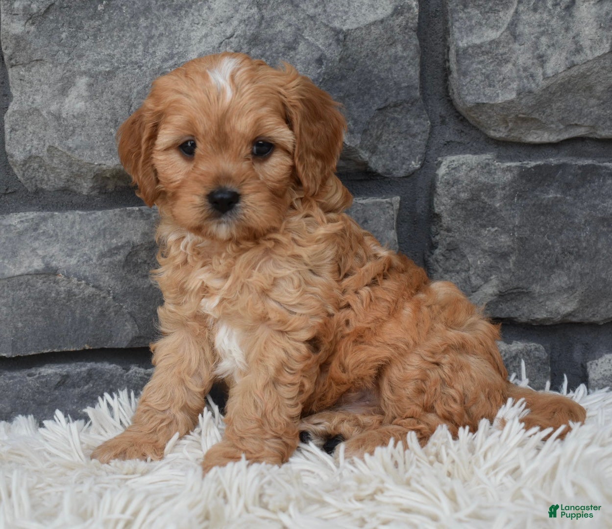 Cavapoo dogs Riley  - Ad 2