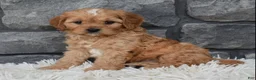 Cavapoo dogs for sale: Riley  - Ad 2
