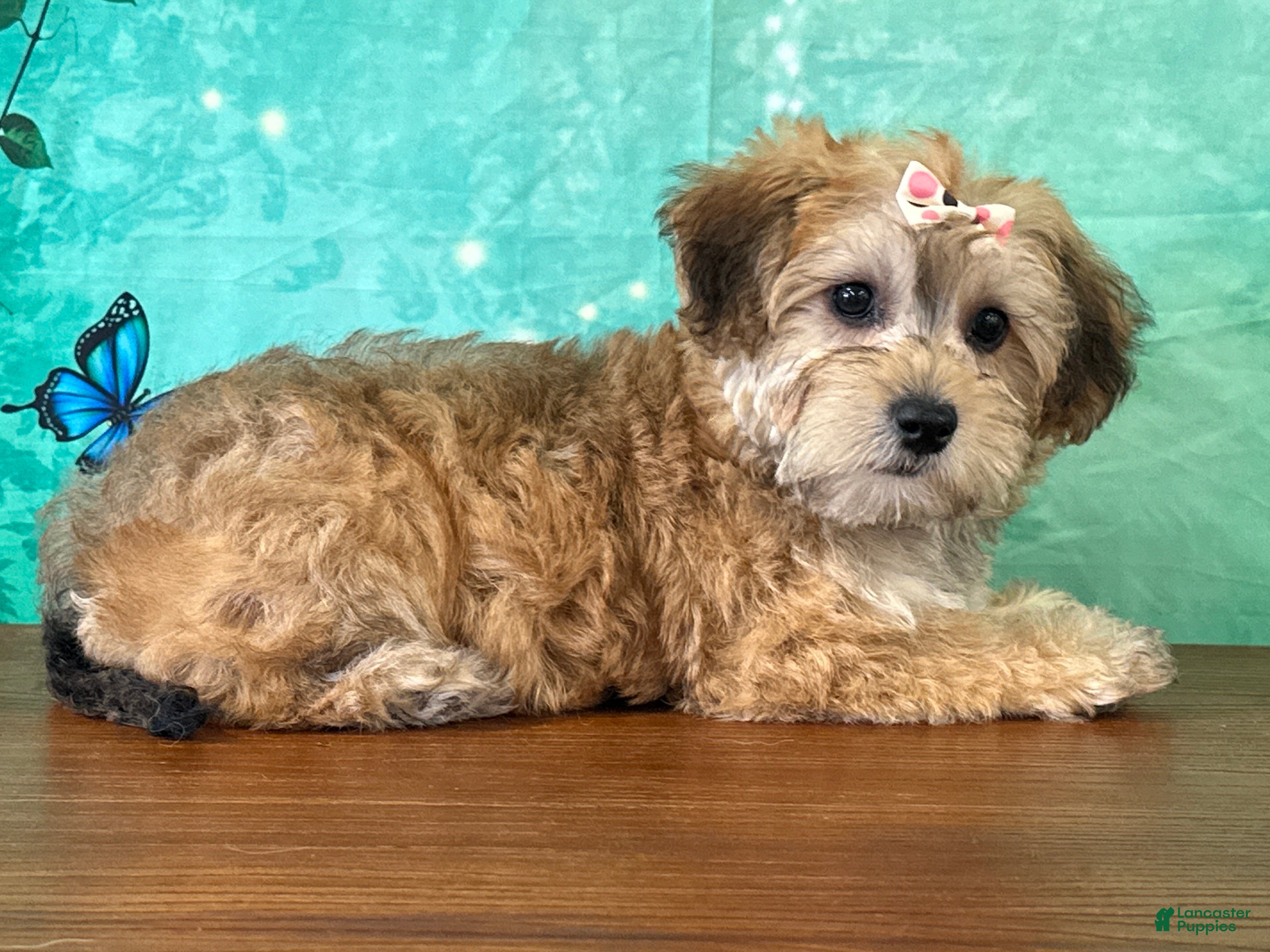 Yochon dogs Lucy - Ad 1