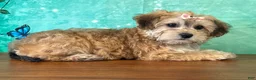 Yochon dogs for sale: Lucy - Ad 1