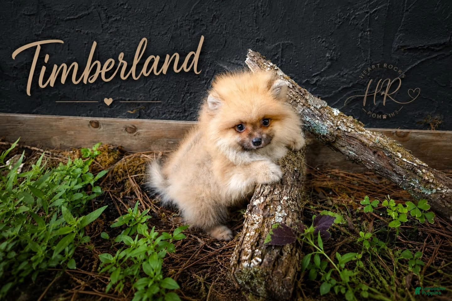 Pomeranian dogs Timber - Ad 2
