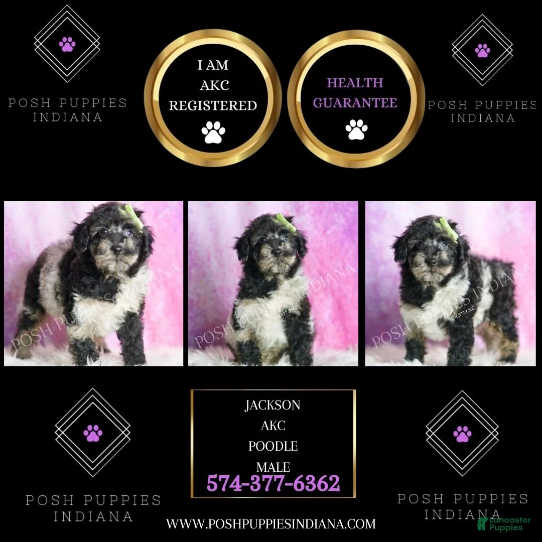 Toy Poodle dogs for sale: Jackson - Ad 2