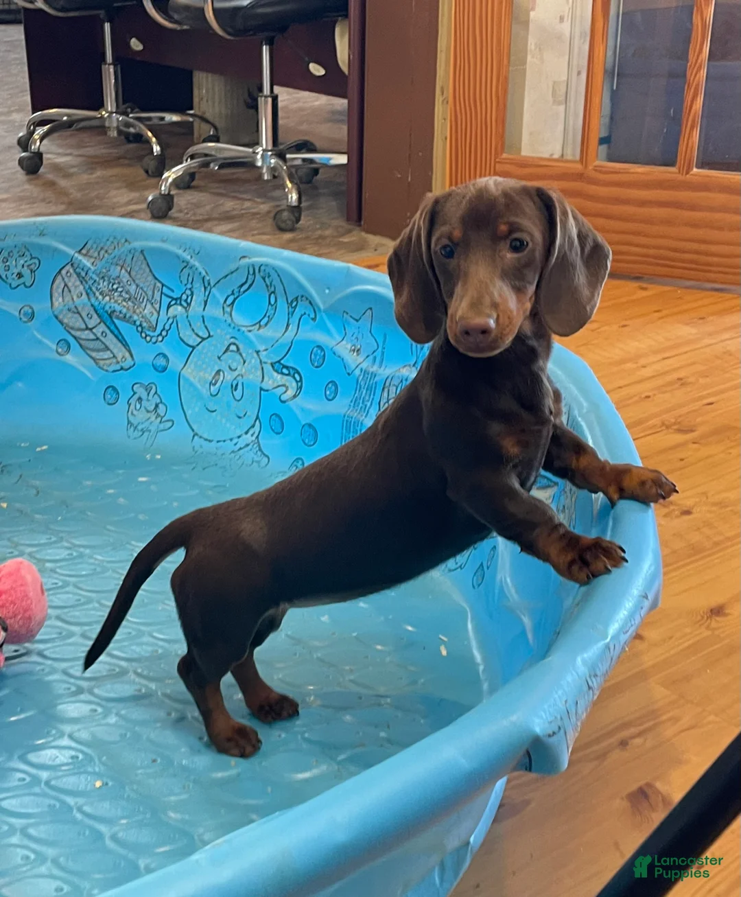 Dachshund dogs for sale: Karla - Ad 1