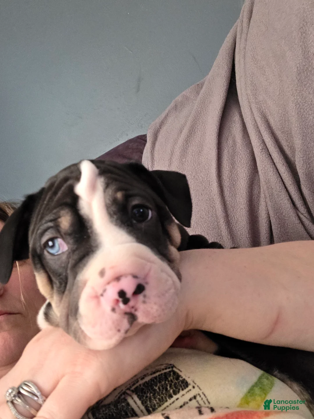 Mixed Breed dogs for sale: Orange *Updated 3/8 - Ad 2