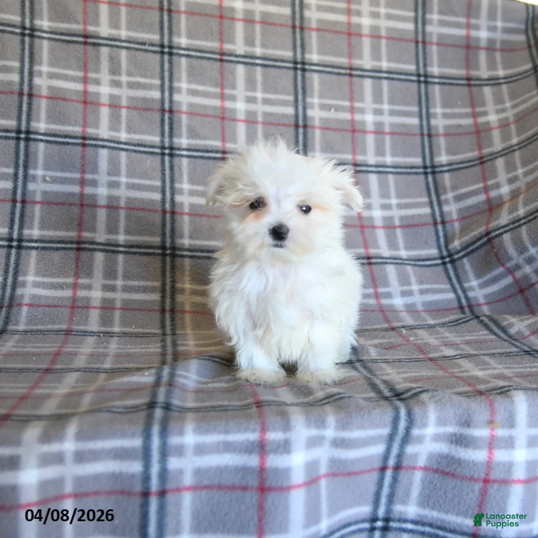 Maltese dogs for sale: Taya - Ad 5