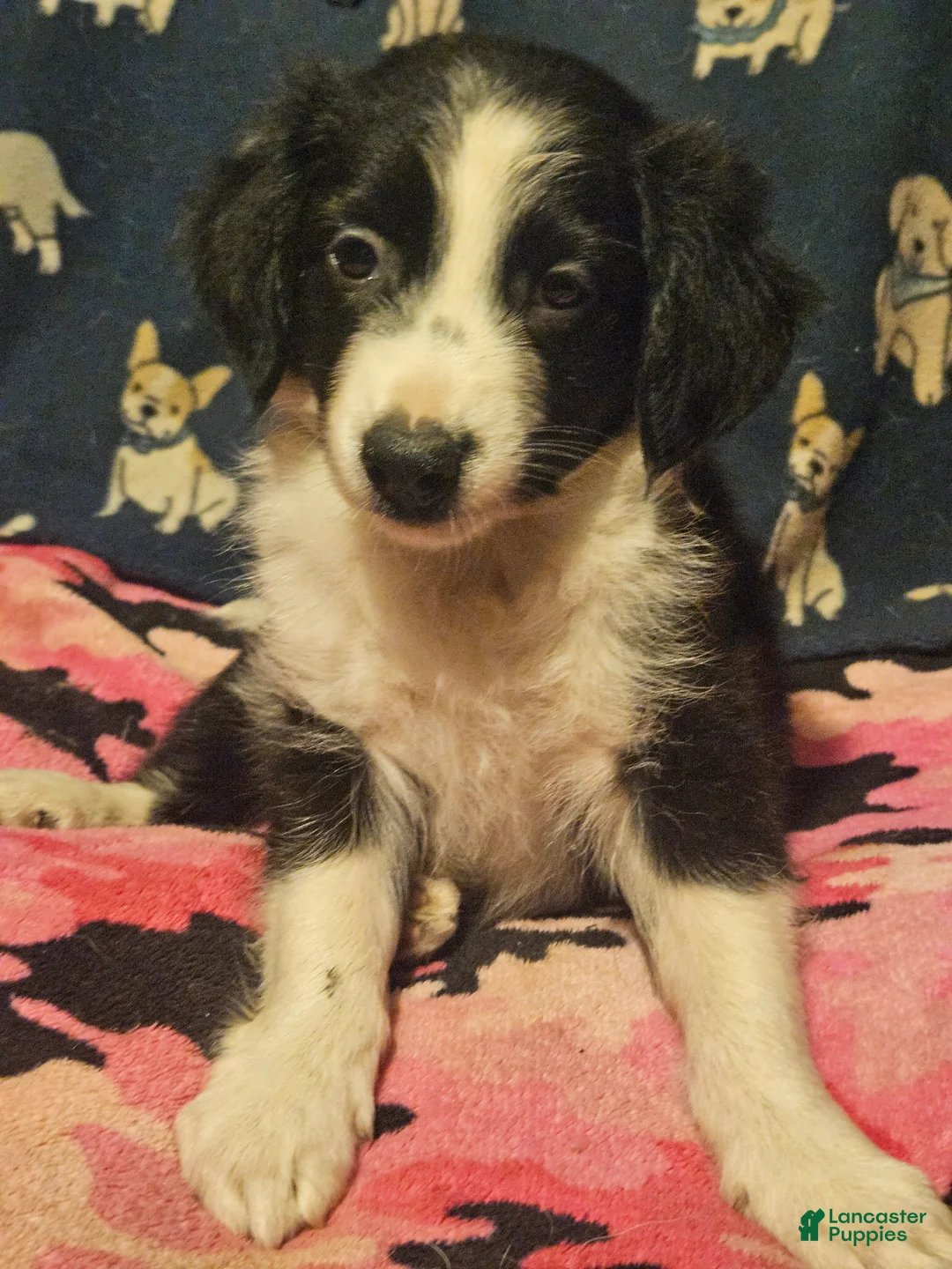 Chihuahua dogs for sale: Noddy (T-Cup) - Ad 1