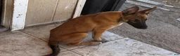 Belgian Malinois dogs for sale: Dina - Ad 6