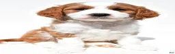 Mini Goldendoodle dogs for sale: Heidi - Ad 3