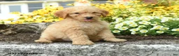 Mini Goldendoodle dogs for sale: Trudy - Ad 3