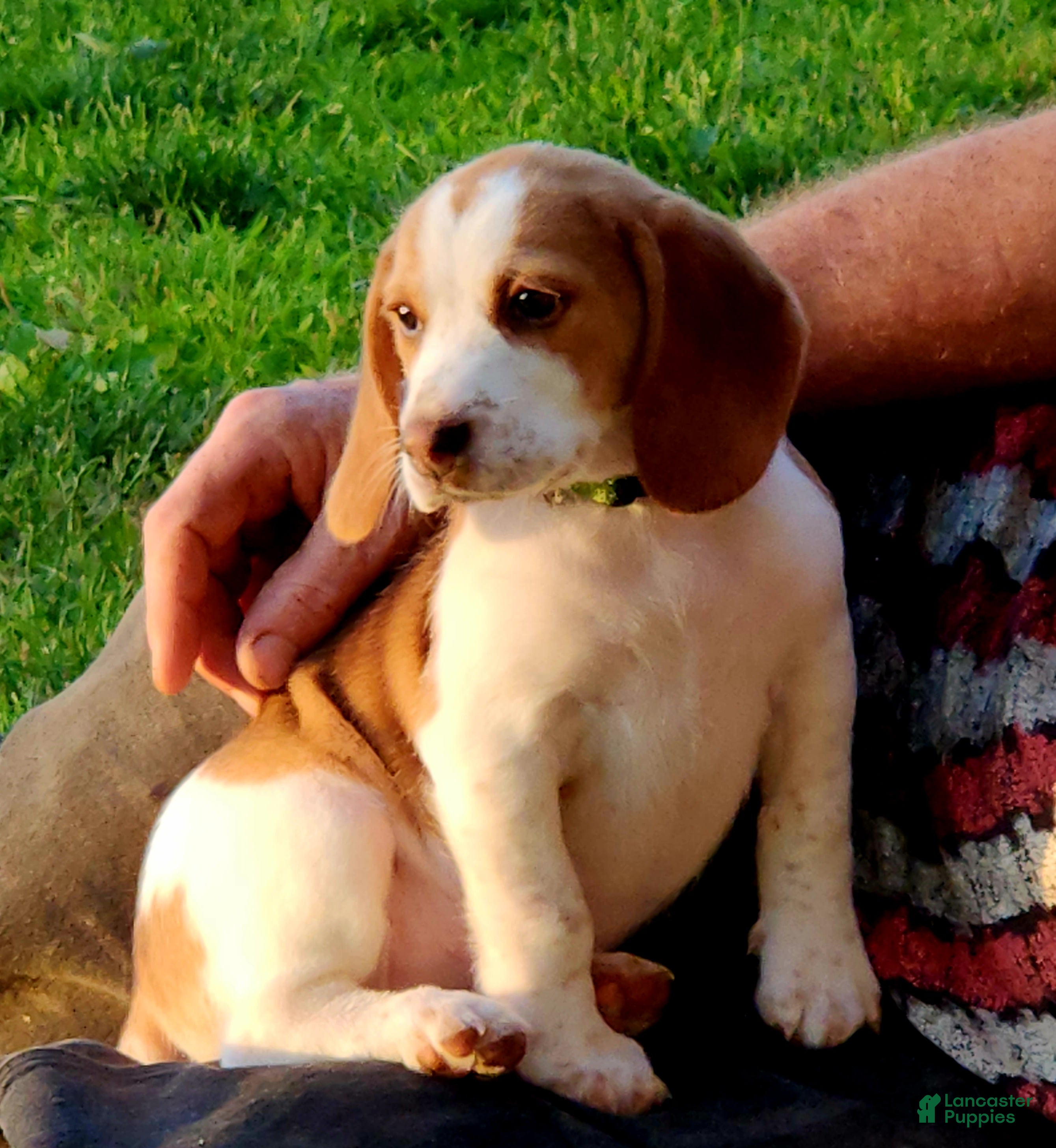 Beagle dogs Meadow  - Ad 1