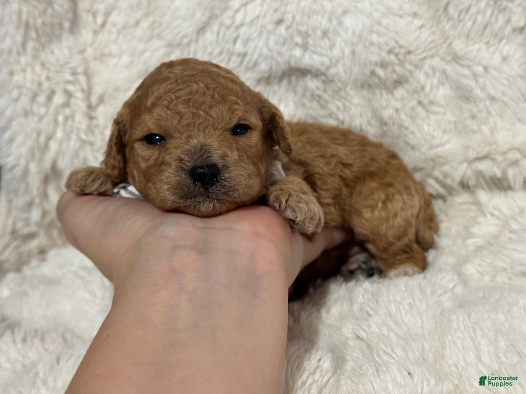 Toy Poodle dogs for sale: Asher - Ad 2