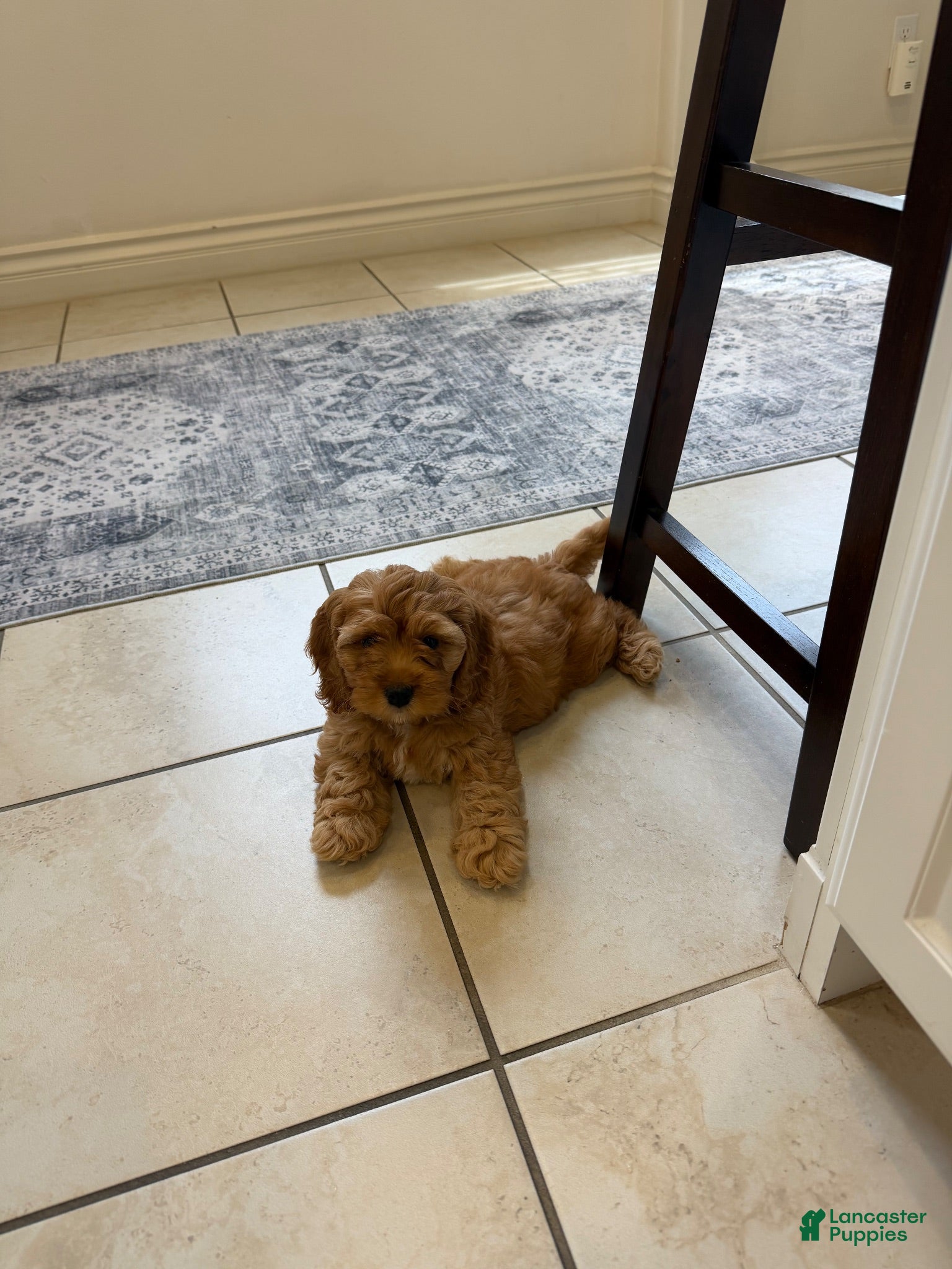 Cockapoo dogs Cockapoo 1 - Ad 2