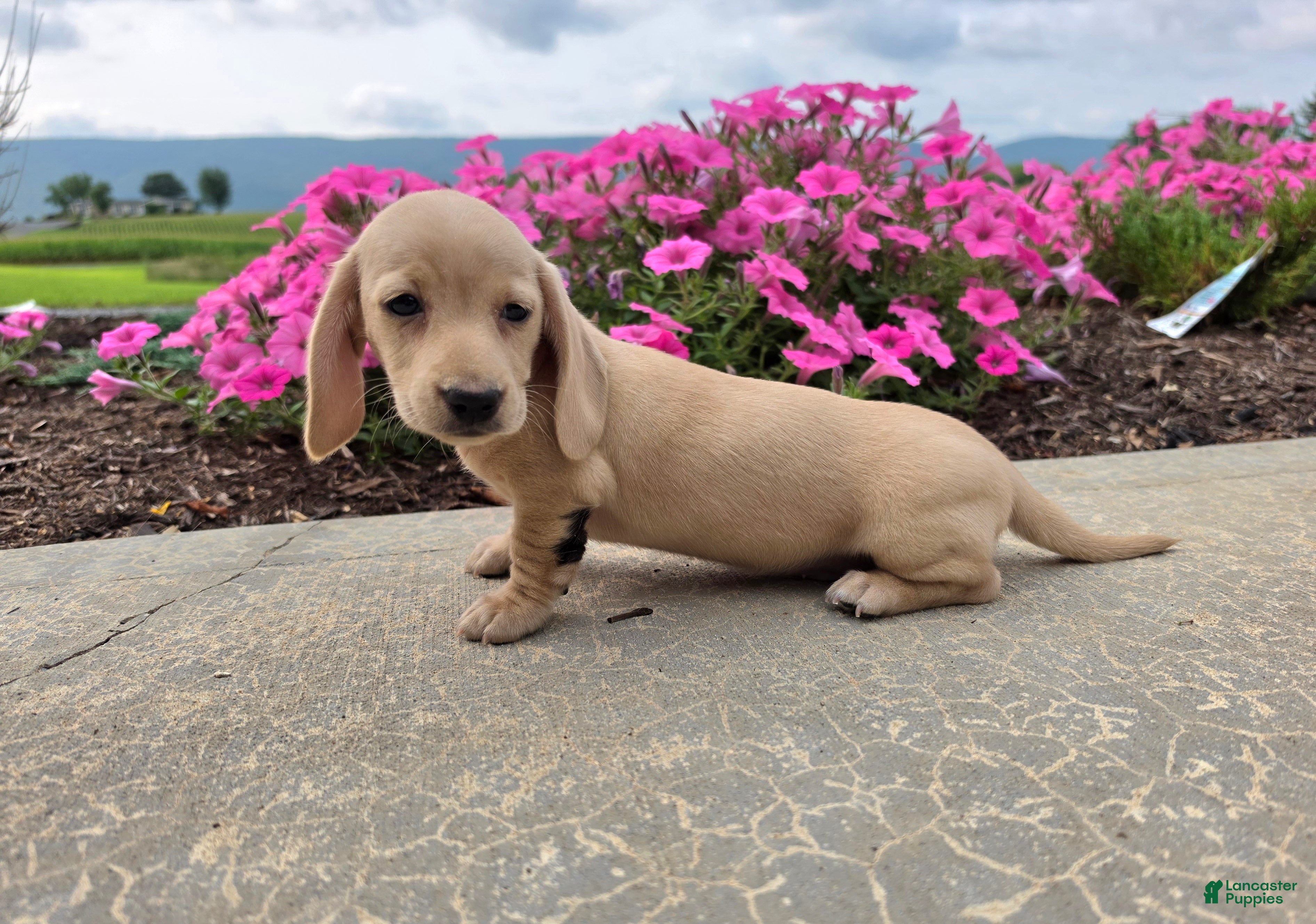 Miniature Dachshund dogs Harper - Ad 1
