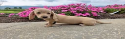 Miniature Dachshund dogs for sale: Harper - Ad 1