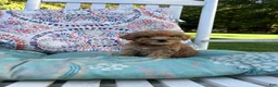 Mini Goldendoodle dogs for sale: Princess - Ad 20