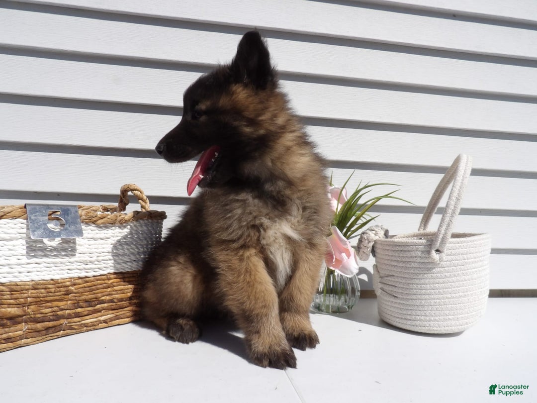 Gallery Image {{count}}