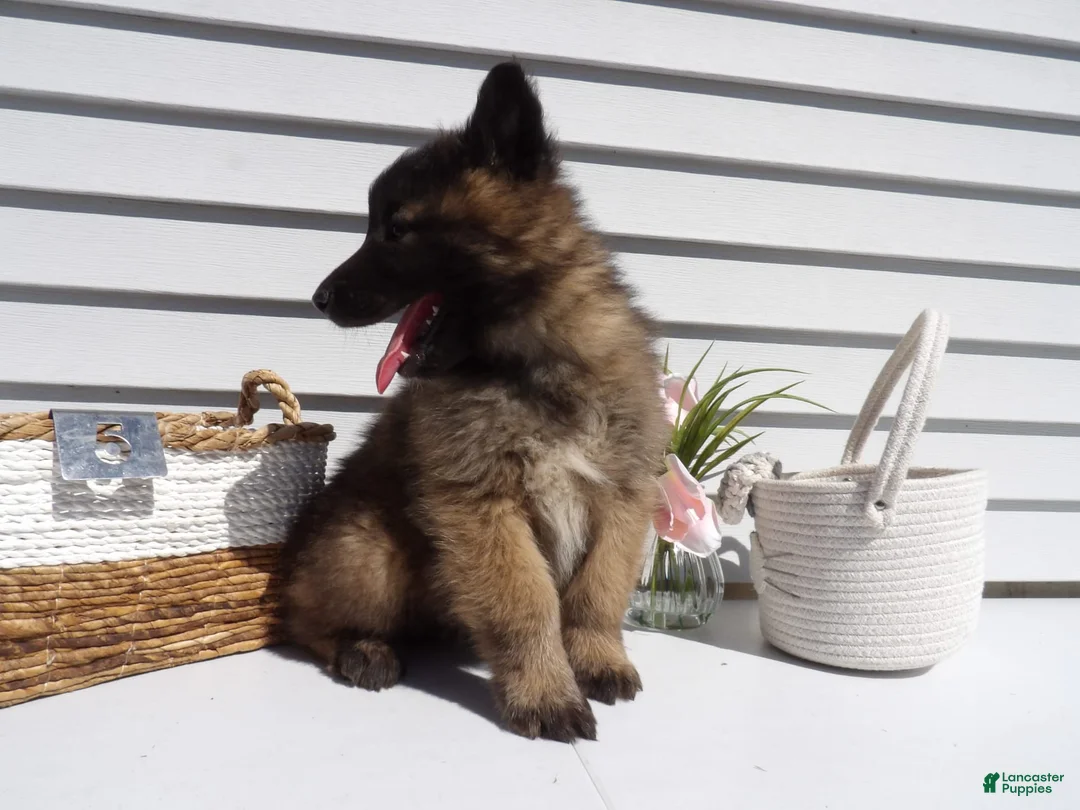 Gallery Image {{count}}