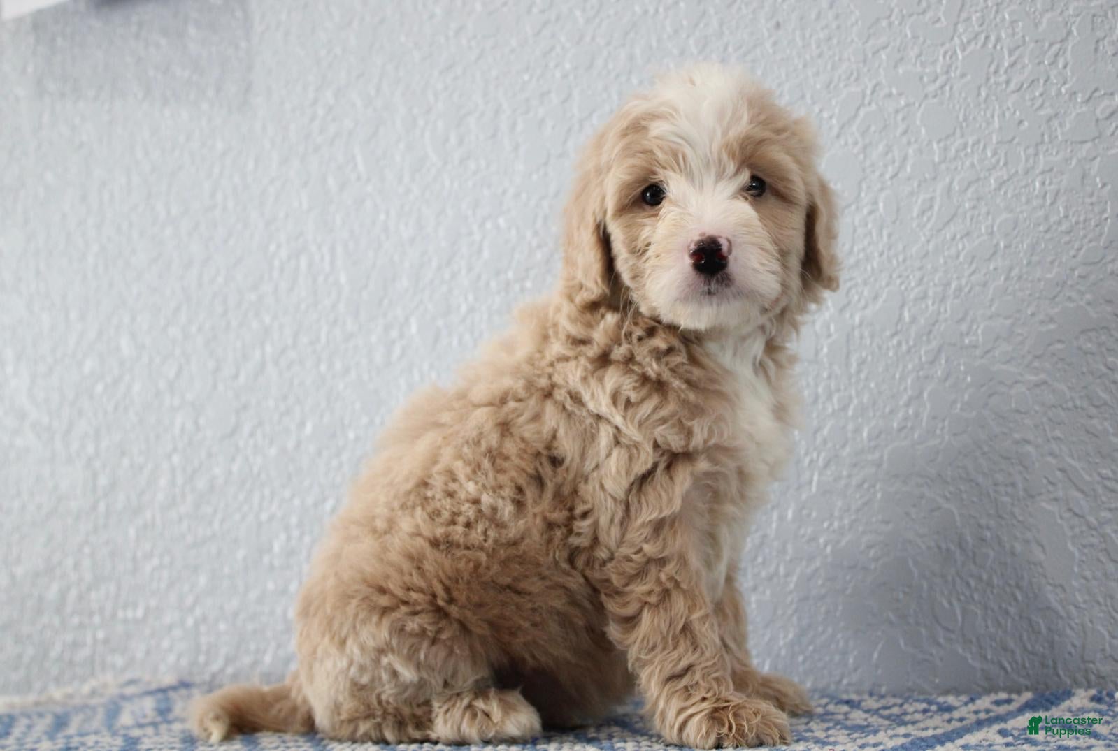 Mini Goldendoodle dogs Victor - Ad 1
