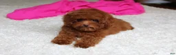 Toy Poodle dogs for sale: Mia - Ad 7