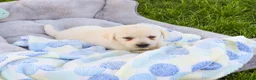 Labrador Retriever dogs for sale: Perseus  - Ad 3