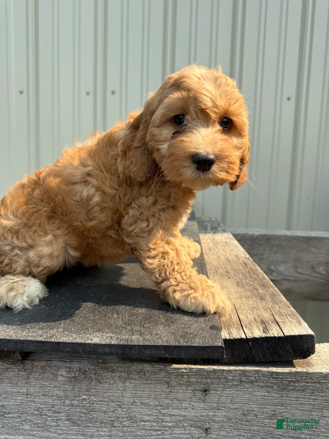 Cockapoo dogs for sale: Callie - Ad 2