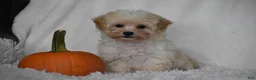 Maltipoo dogs for sale: Grant - Ad 11