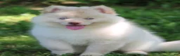 Pomsky dogs for sale: Cotton - Ad 4