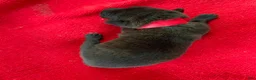 Mixed Breed dogs for sale: Female Puppy 2 - Ad 1