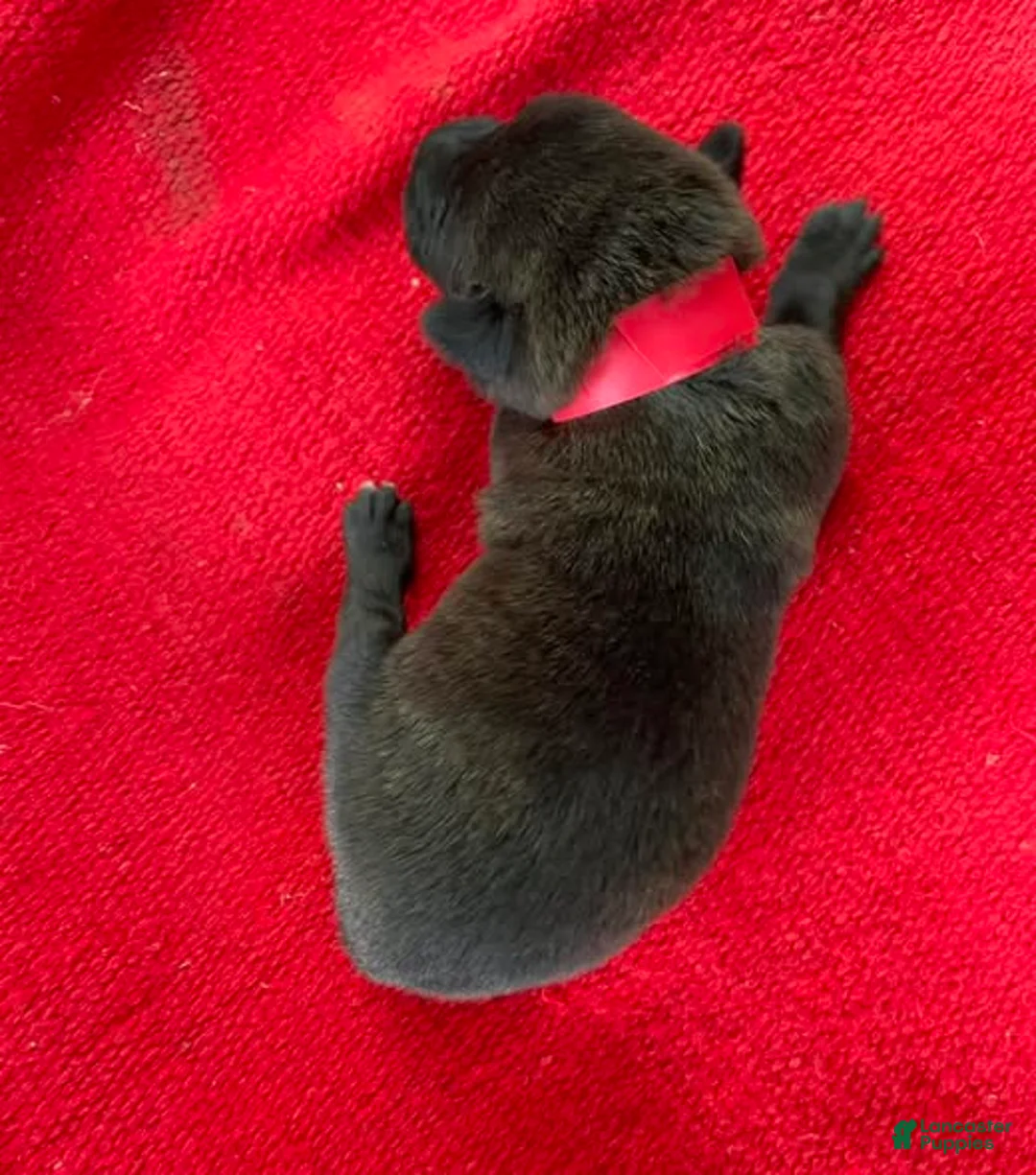 Mixed Breed dogs for sale: Female Puppy 2 - Ad 1