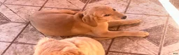 Goldador dogs for sale: Cookie - Ad 3