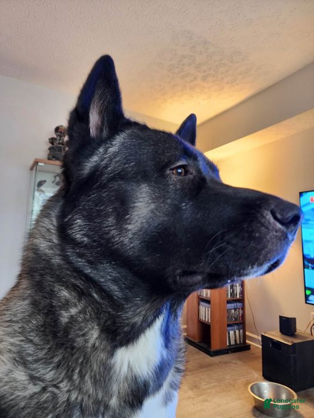 Akita dogs for sale: Akita Puppy Girl 5 - Ad 25