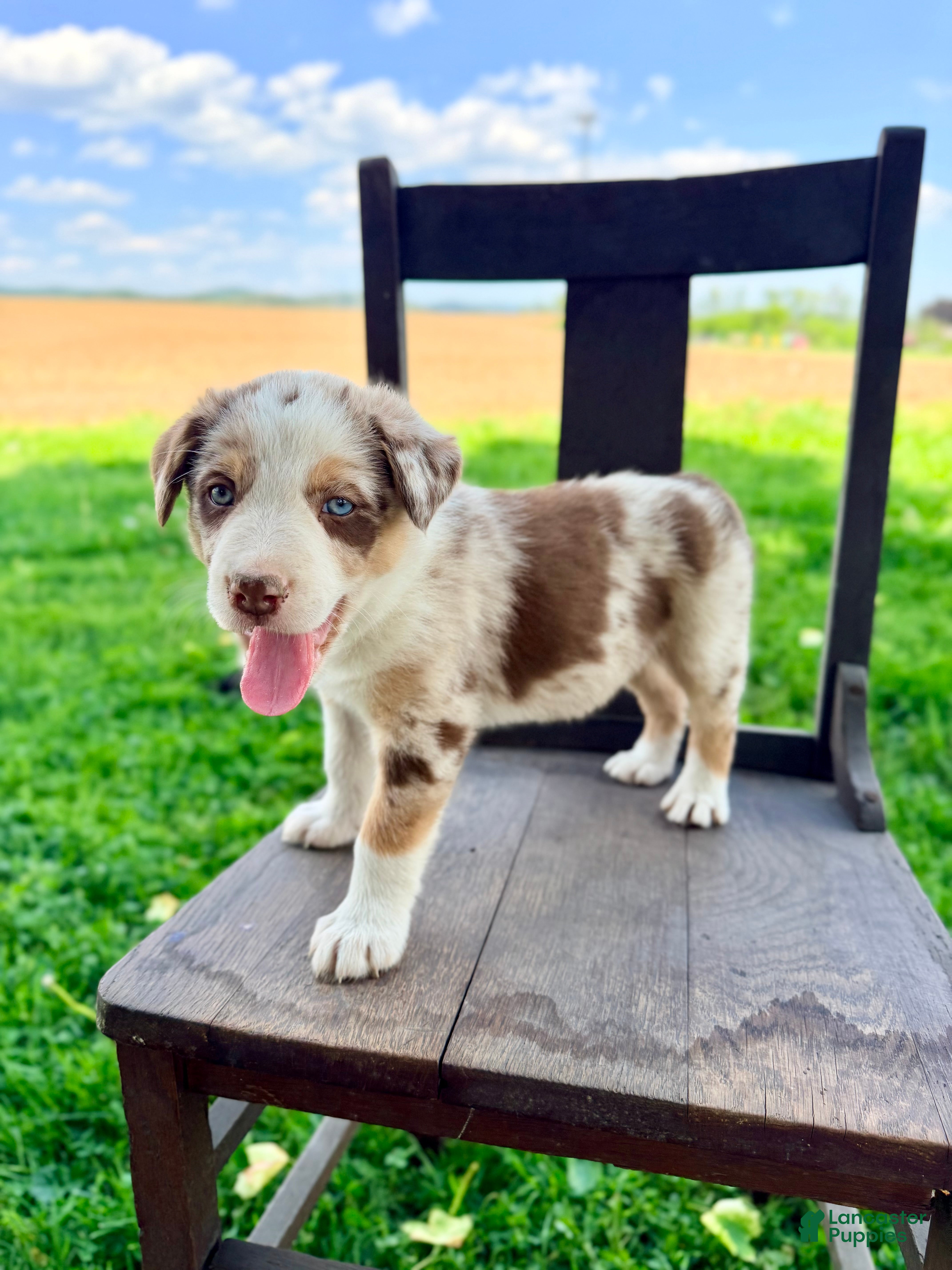 Border Collie dogs for sale: Bruno - Ad 1