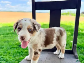 Border Collie dogs for sale: Bruno - Ad 1
