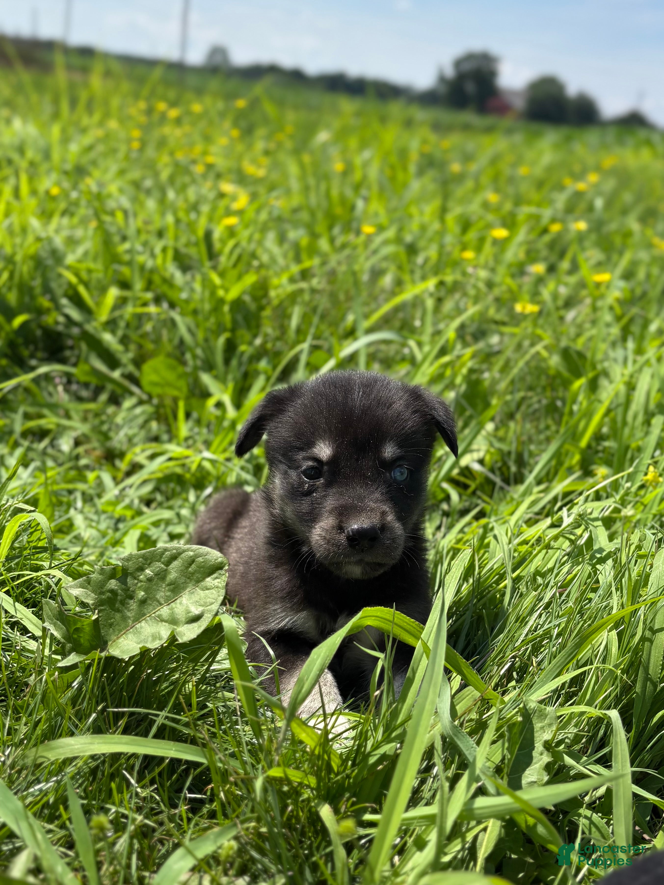 Goberian dogs Junior - Ad 4