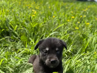Goberian dogs Junior - Ad 4