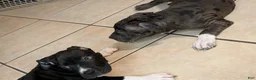 American Pit Bull Terrier dogs for sale: Midnight - Ad 8
