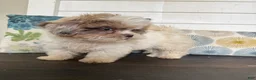 Shihpoo dogs for sale: Cinderella  - Ad 16