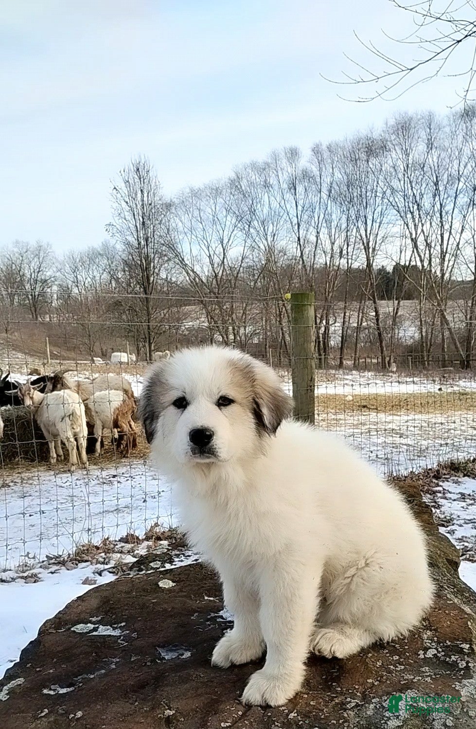 Great Pyrenees dogs Great Pyrenees male Puppy 1 - Ad 2