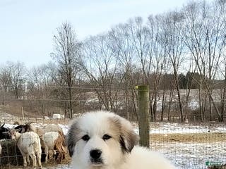 Great Pyrenees dogs Great Pyrenees male Puppy 1 - Ad 3