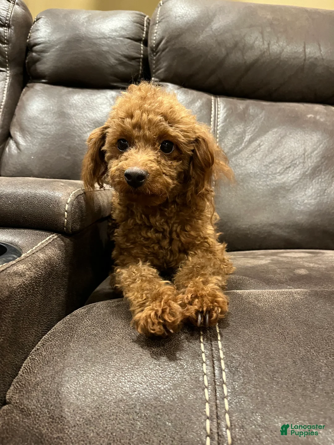 Toy Poodle dogs for sale: Toy Poodle Puppy 1 - Ad 8